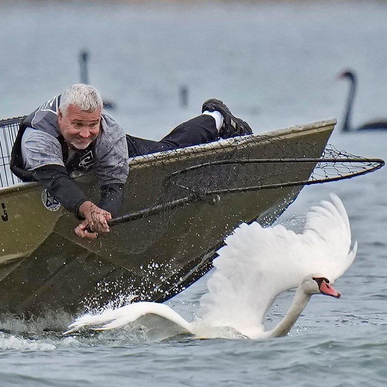 Lakeland's swans, descendants of Queen Elizabeth II's gift, get annual health checkup